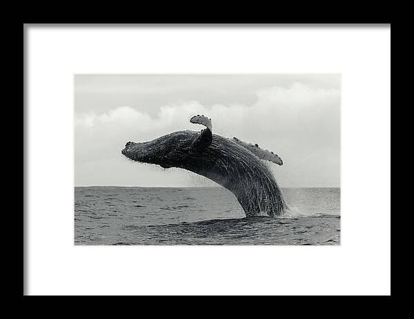 Underwater Framed Print featuring the photograph Humpback Whale Breaching Against A by By Wildestanimal