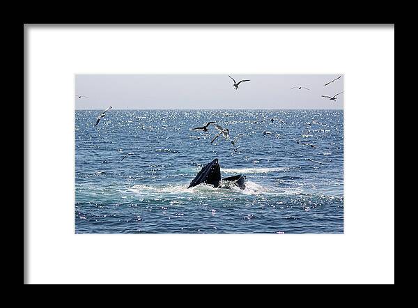 Whale Framed Print featuring the photograph Humpback Whale Feeding by Jean Clark