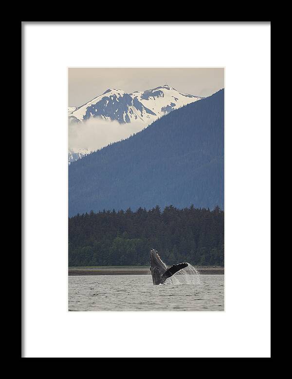 Orias Framed Print featuring the photograph Humpback Whale in Alaska 73A6815 by David Orias