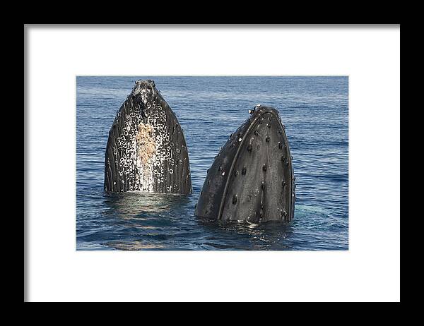 Feb0514 Framed Print featuring the photograph Humpback Whale Males Spyhopping Maui by Flip Nicklin