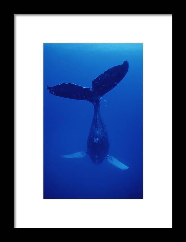 Feb0514 Framed Print featuring the photograph Humpback Whale Singer Called Frank Maui by Flip Nicklin
