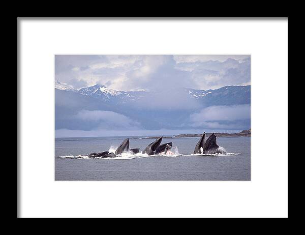Alaska Framed Print featuring the photograph Humpback Whales Lunge Feeding by F. Stuart Westmorland