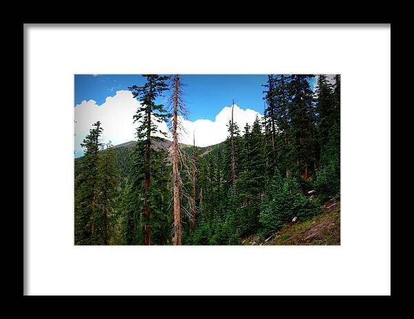 Flagstaff Framed Print featuring the photograph Humphreys Subalpine Slopes by Aaron Burrows