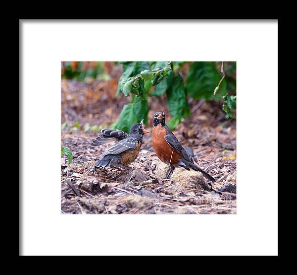 American Robin Framed Print featuring the photograph Hungry Baby Robin by Kerri Farley