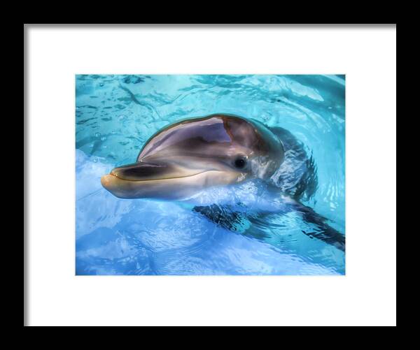Dolphin Framed Print featuring the photograph Hungry Dolphin by Tim Stanley