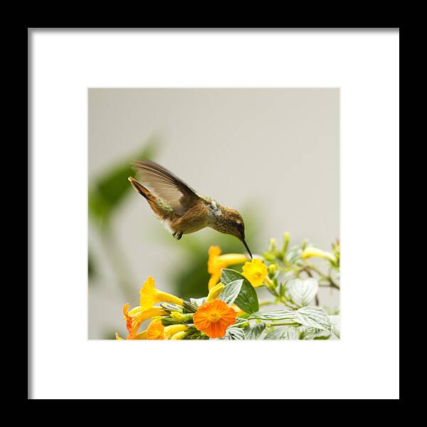 Hummingbird Framed Print featuring the photograph Hungry Flowerbird by Heiko Koehrer-Wagner