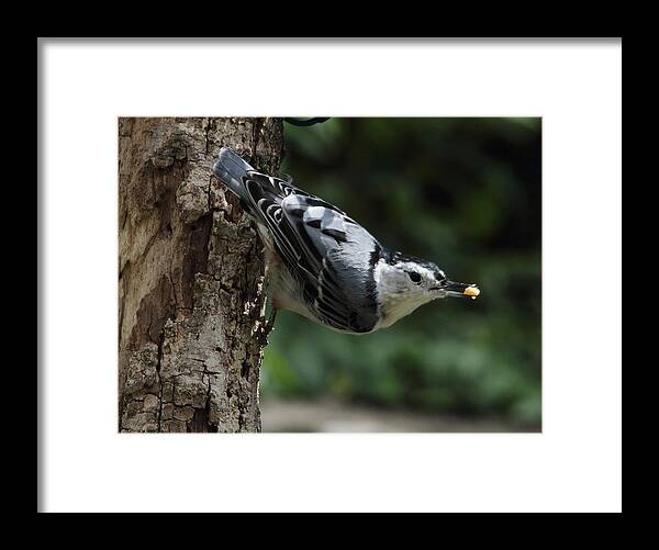 Nature Framed Print featuring the photograph Hungry Nuthatch by David Rosenthal