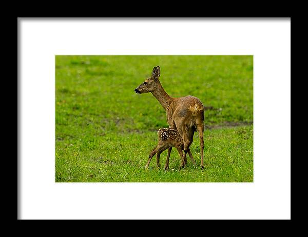 Hungry Roe Deer Fawn Framed Print featuring the photograph Hungry by Torbjorn Swenelius