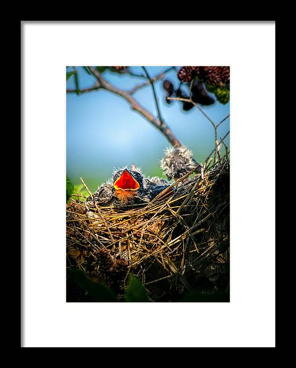 Swallows Framed Print featuring the photograph Hungry Tree Swallow Fledgling In Nest by Bob Orsillo