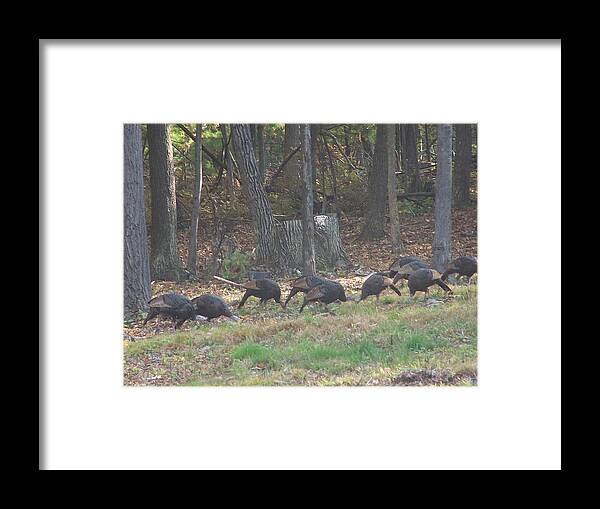 Wildlife Framed Print featuring the photograph Hungry Turkeys by Lila Mattison
