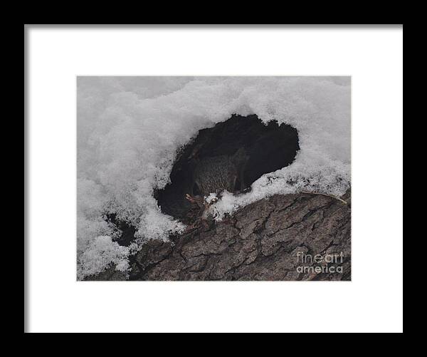 Squirrel Framed Print featuring the photograph Hunkered Down For the Storm by Juanita Doll