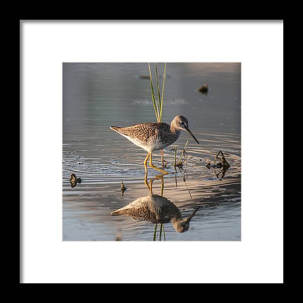 Lesser Yellowlegs Framed Print featuring the photograph Hunting by Cathy Kovarik