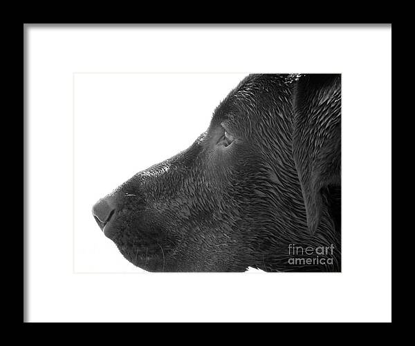 Dog Framed Print featuring the photograph Hunting Dog by Jennifer Kimberly