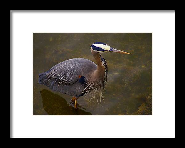 Heron Framed Print featuring the photograph Hunting Heron by Jerry Cahill