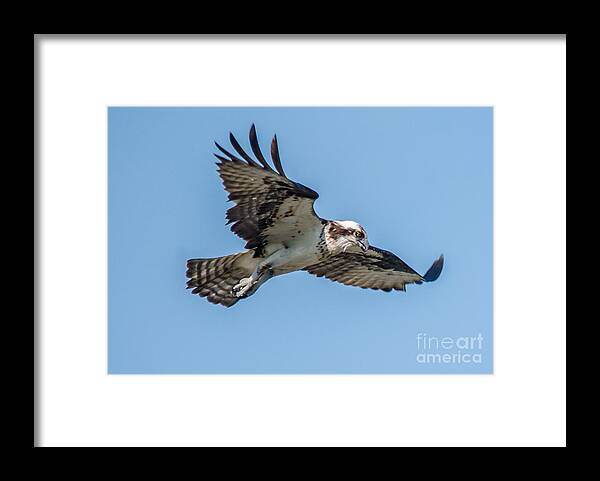 Raptor Framed Print featuring the photograph Hunting Osprey by Cheryl Baxter