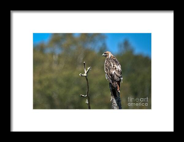  Framed Print featuring the photograph Hunting Red Tail by Cheryl Baxter