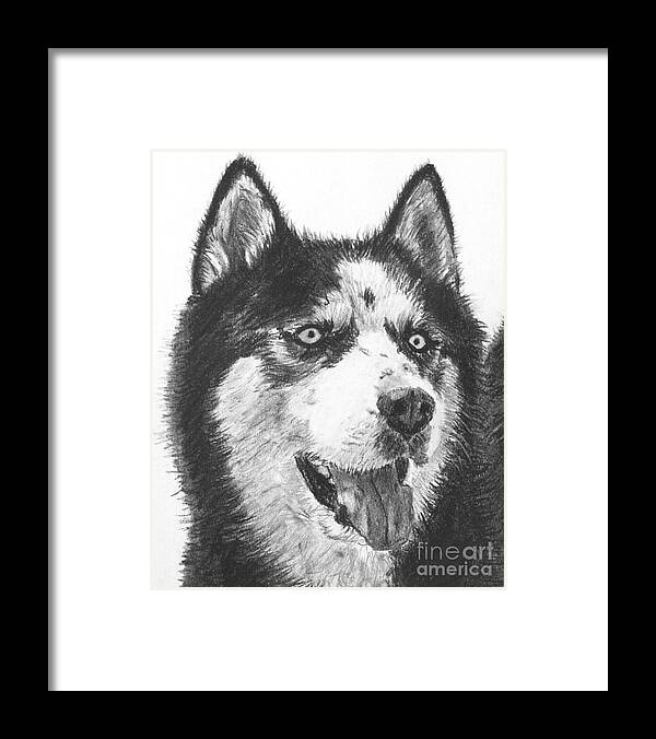 Husky Framed Print featuring the drawing Husky Drawing by Kate Sumners