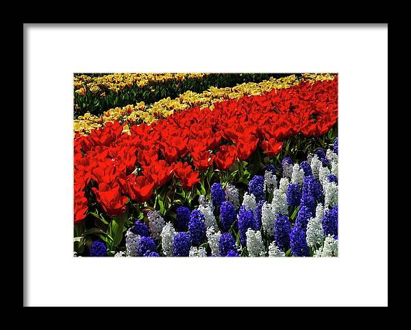 Tranquility Framed Print featuring the photograph Hyacinths And Tulips Glow In The Sun by Elfi Kluck