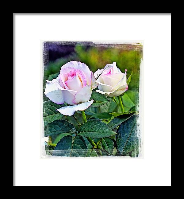 Garden Framed Print featuring the photograph Hybird Tea - Moon Stone by Constantine Gregory