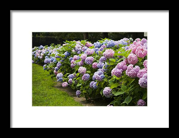 Flowerbed Framed Print featuring the photograph Hydrangea by Azndc