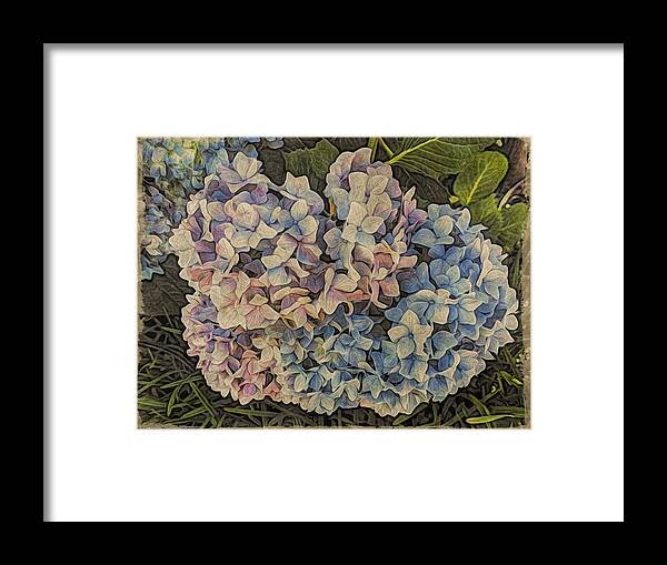 Iphone Framed Print featuring the photograph Hydrangea Blossoms by Victoria Porter