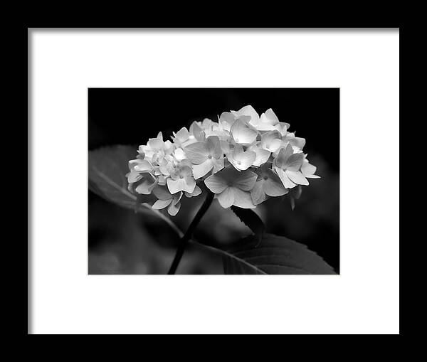 Hydrangea Framed Print featuring the photograph Hydrangea Flower Bouquet Black and White by Jennie Marie Schell