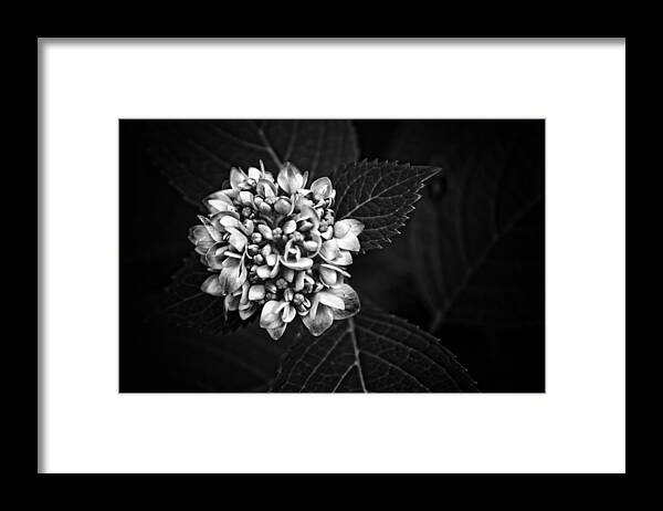 Flower Photography Framed Print featuring the photograph Hydrangea in Monochrome #5 by Ben Shields