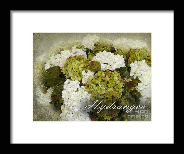  Framed Print featuring the photograph Hydrangea by Lee Owenby