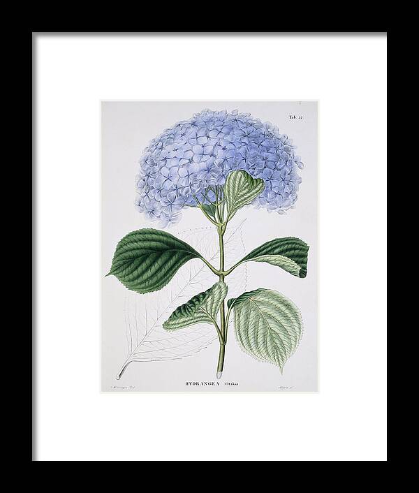 French Hydrangea Framed Print featuring the photograph Hydrangea macrophylla 'Otaksa', artwork by Science Photo Library