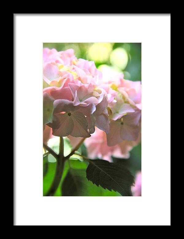Nature Framed Print featuring the photograph Hydrangea by Tracy Male