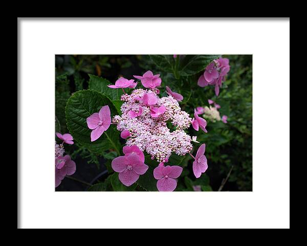 Hydrangeas Framed Print featuring the photograph Hydrangeas by Beth Vincent