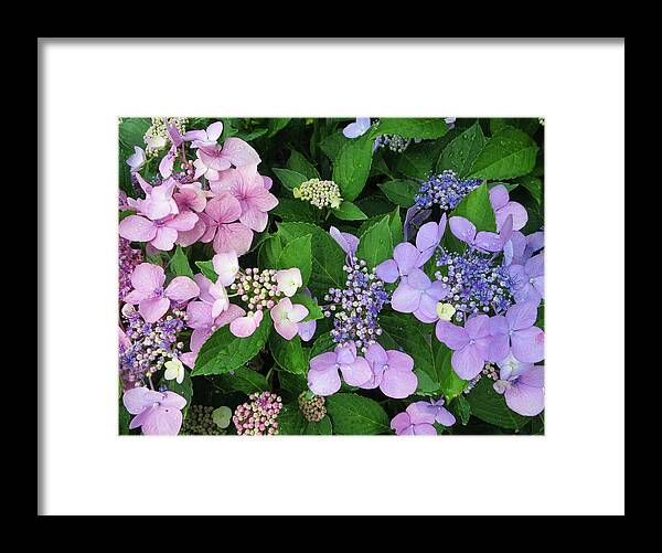 Hydrangea Framed Print featuring the photograph Hydrangeas - Blue and Pink by Patricia Januszkiewicz