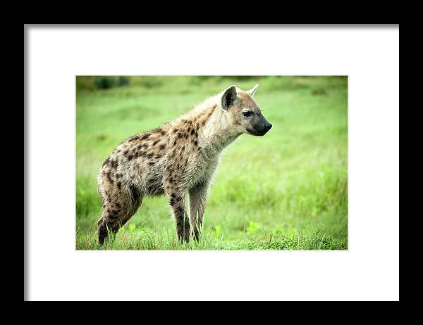 Botswana Framed Print featuring the photograph Hyena by Stevenallan