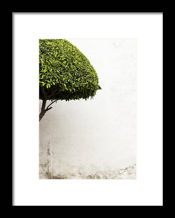 Green Tree Framed Print featuring the photograph Hypnotic Tree by Prakash Ghai
