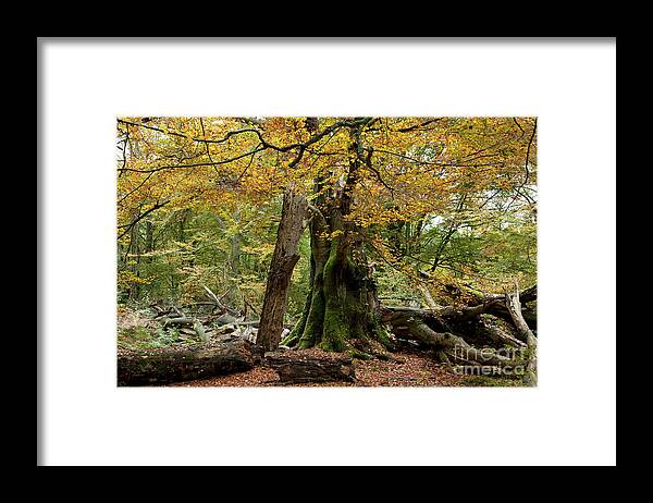 Europe Framed Print featuring the photograph I am here since almost 1000 years by Heiko Koehrer-Wagner