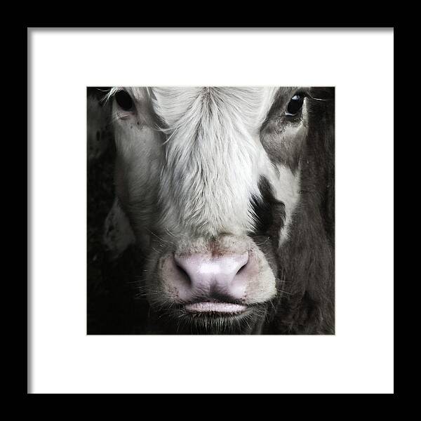 Animal Themes Framed Print featuring the photograph I Am Not A Number by John Beswick