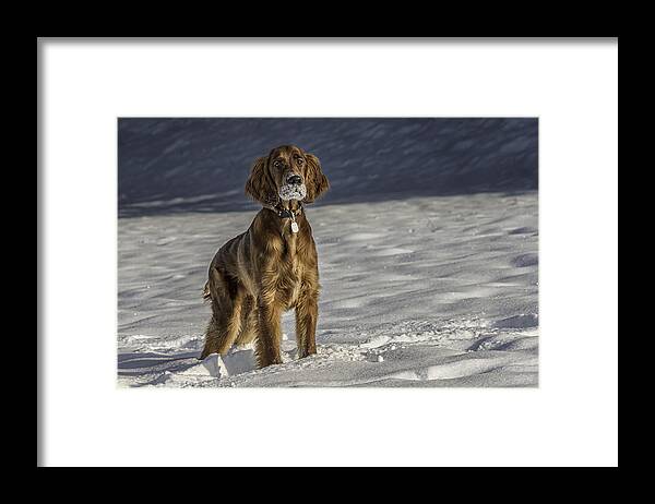 Dog Framed Print featuring the photograph I am ready by Robert Krajnc