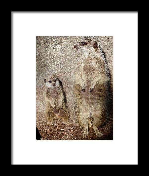 Meerkat Framed Print featuring the photograph I Am So Tired Mum by Margaret Saheed