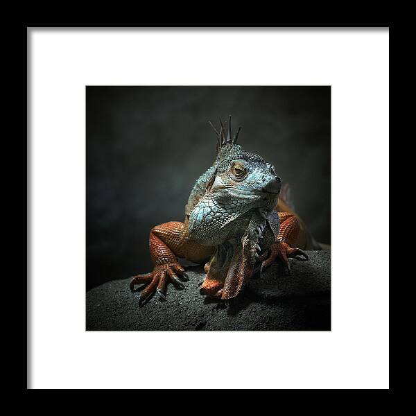 Animal Framed Print featuring the photograph I Am The King ,.. Who Else ! by Holger Droste