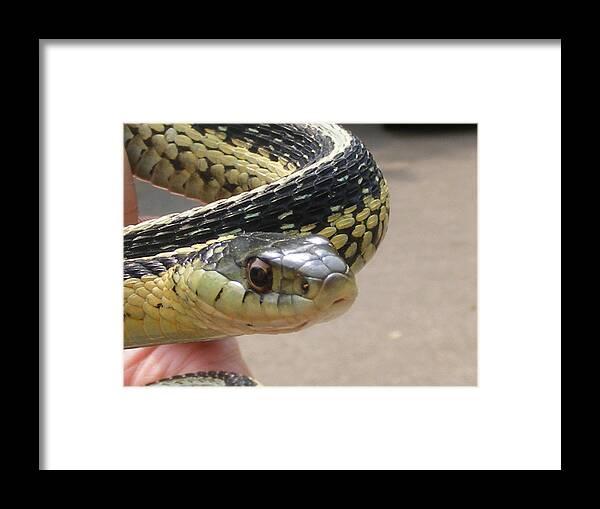 Snake Framed Print featuring the photograph I Am Watching You by Michelle Hoffmann