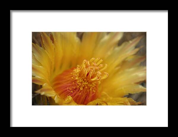 Cactus Framed Print featuring the photograph I Feel The Warmth of Your Love by Lucinda Walter