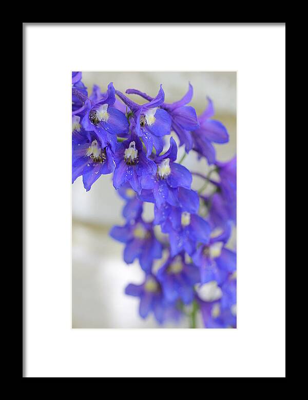 Delphinium Framed Print featuring the photograph I Got the Blues by Ruth Kamenev