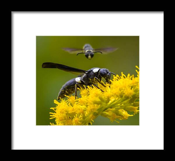  Framed Print featuring the photograph I got your back by Brian Stevens