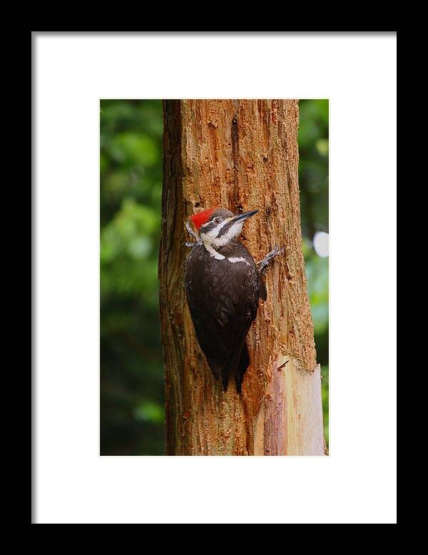 Birds Framed Print featuring the photograph I had to give this tree a hug by Kym Backland