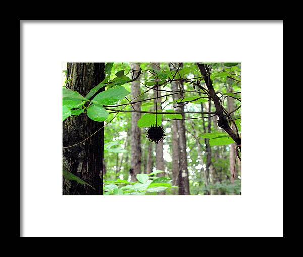 Forest Framed Print featuring the photograph I Hang Alone by Kim Galluzzo