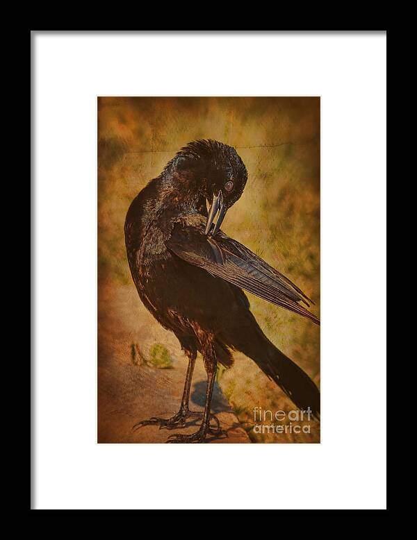 Grackle Framed Print featuring the photograph I Have This Itch by Deborah Benoit
