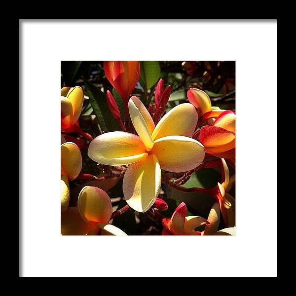 Flower Framed Print featuring the photograph I Hope Everyone Has A Great Lei Day! by Brian Governale