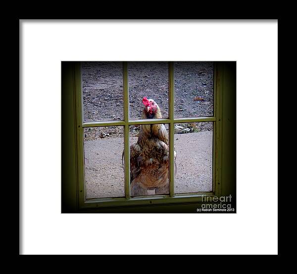 Rooster Framed Print featuring the photograph I know you are in there by Rabiah Seminole