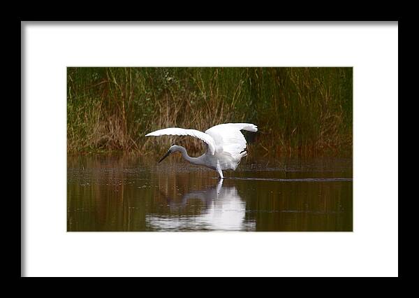 Bird Framed Print featuring the photograph I Look Pretty by Leticia Latocki
