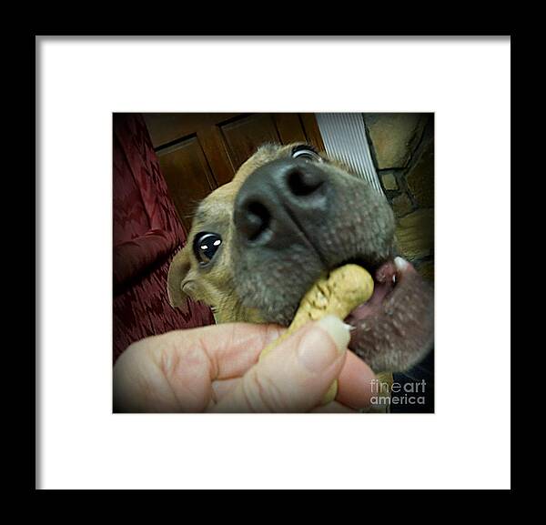 Dog Framed Print featuring the photograph I Love Treats by Renee Trenholm